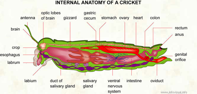 Cricket  (Visual Dictionary)